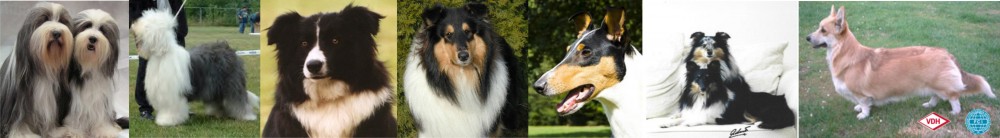 Homepage der LG Berlin im Club für britische Hütehunde e.V.