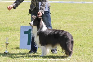 Wild blue Velvet III.Earl of Eskalony (Border Collie)