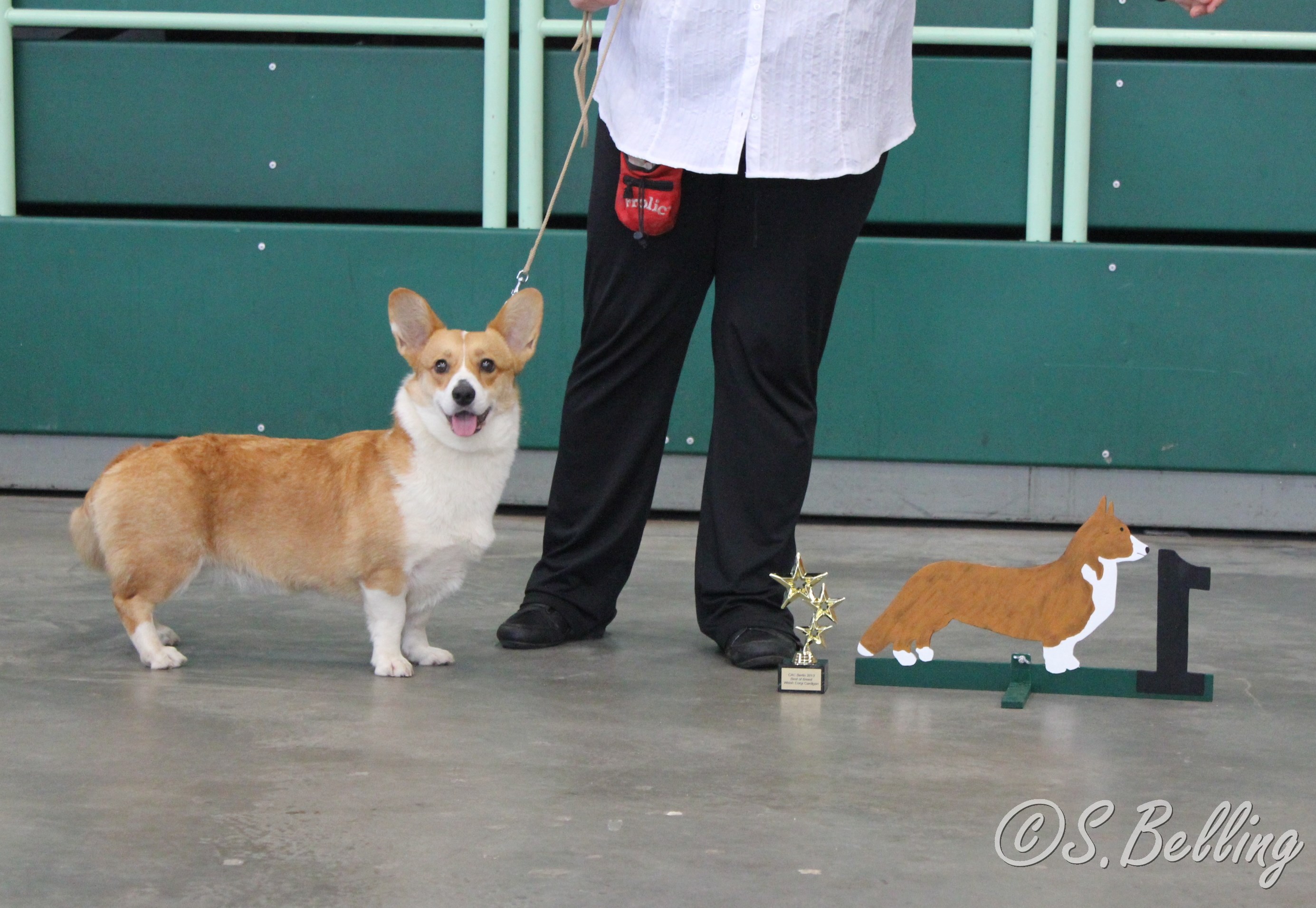 BOB Welsh Corgi Cardigan - New Wild Witchita for Victory Gaucho,