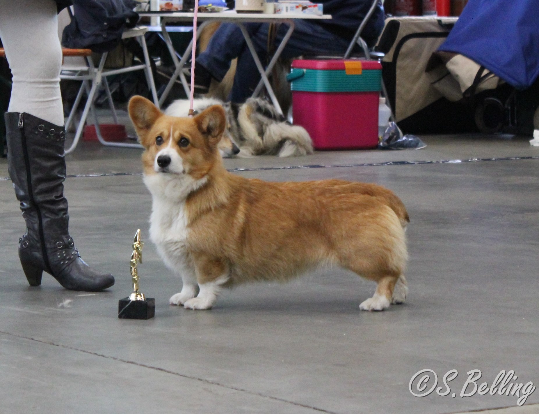 BOB Welsh Corgi Pembroke - Uno Candy Bob vom Old Tom