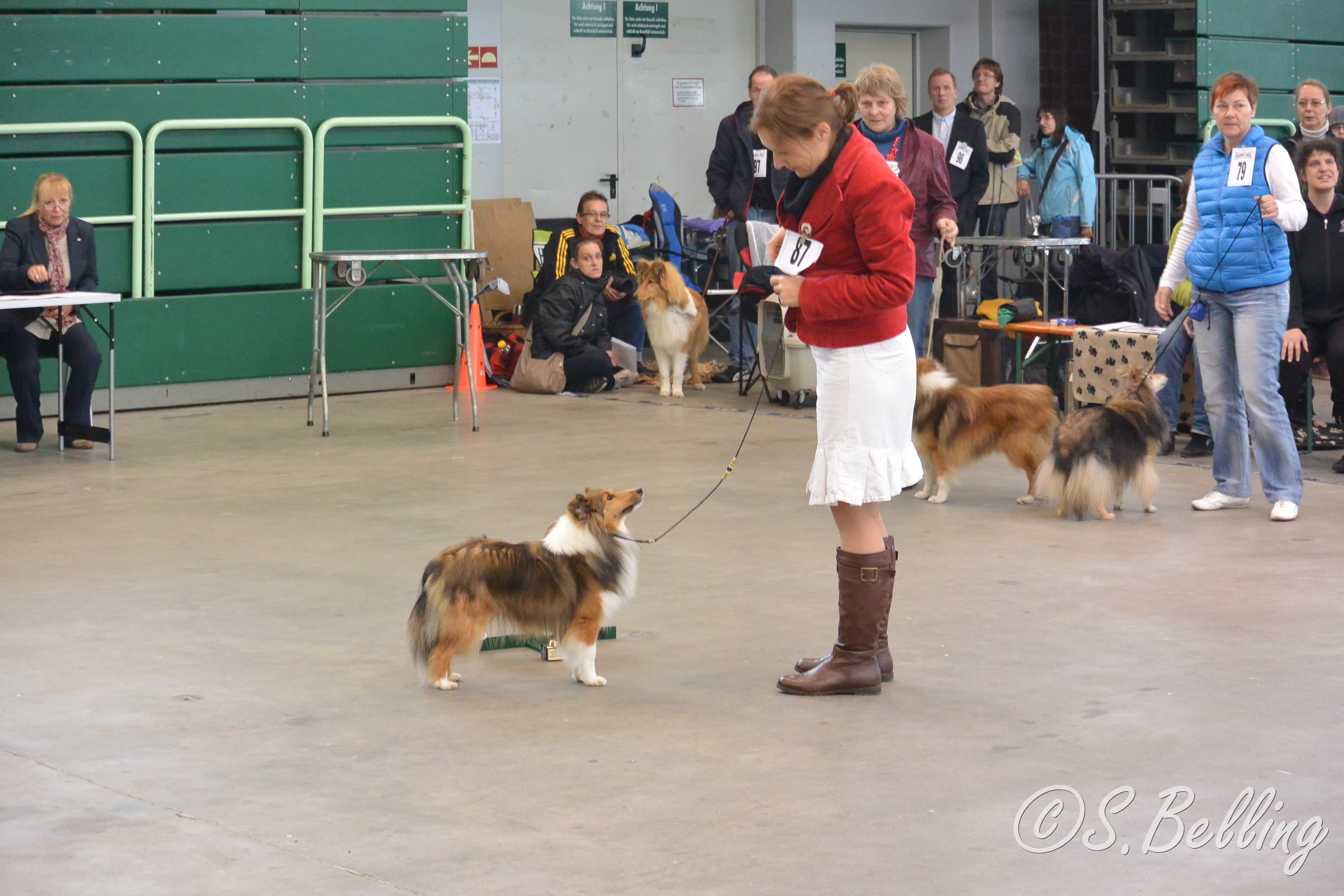 BOB Sheltie - CasidiTeam(FCI) Unchain My Heart