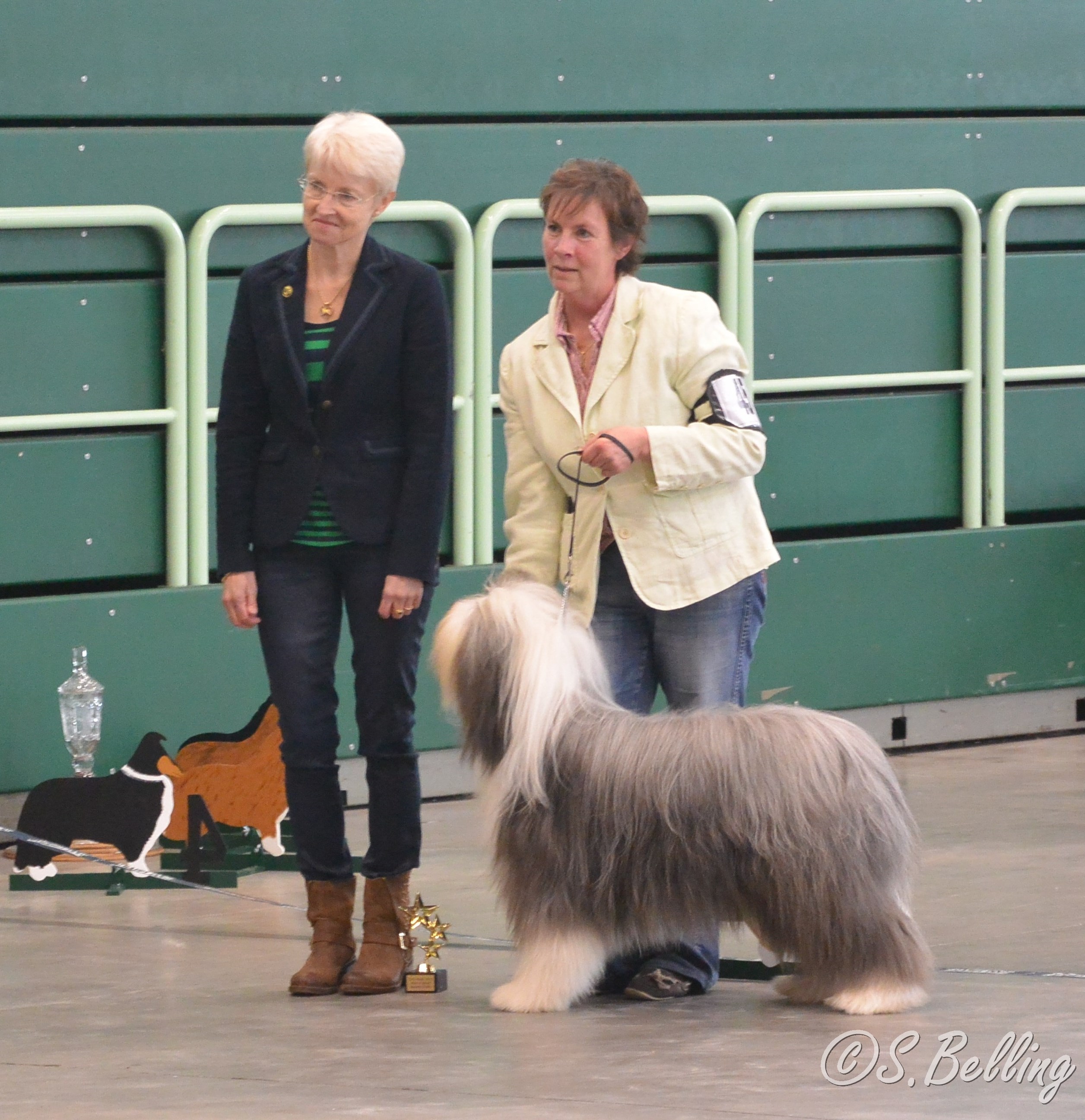 BOB Bearded Collie - Bonny and Clyde's Next Best Superstar,