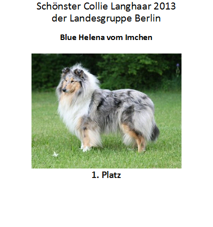 Collie 1. Platz