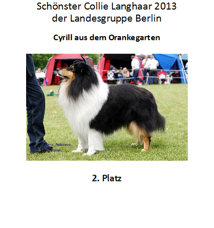 Collie 2. Platz