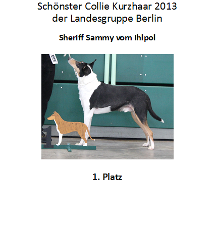 Collie kurz 1. Platz