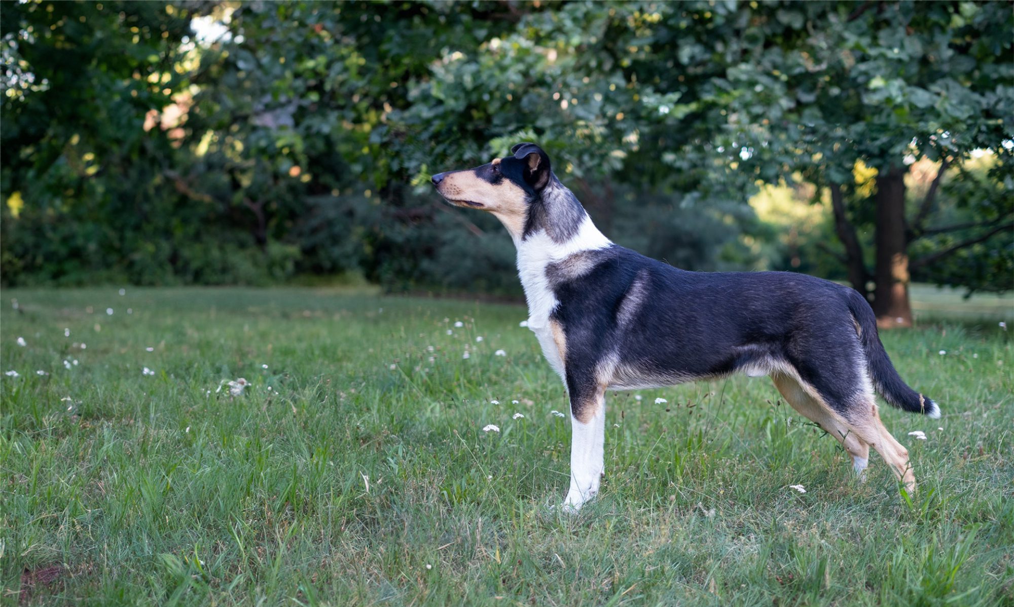  Club für britische Hütehunde e.V. 