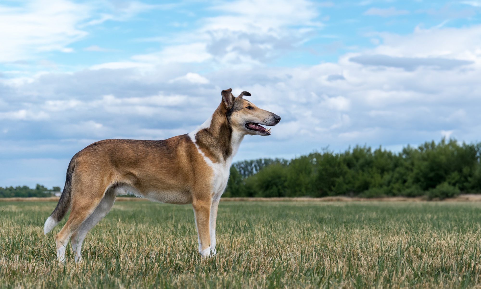  Club für britische Hütehunde e.V. 